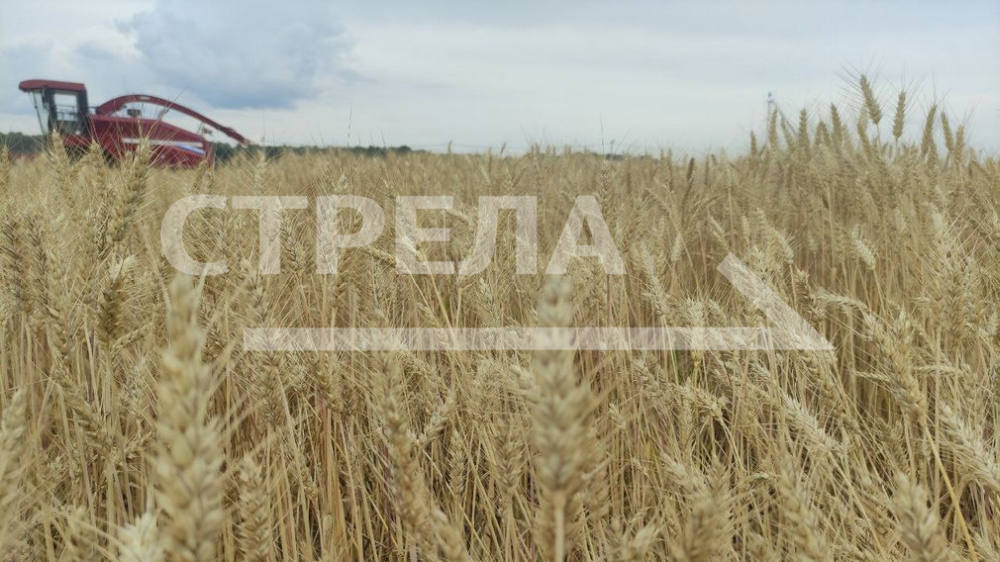 В Брянской области завершение заготовки кормов и уборочные работы находятся на особом контроле