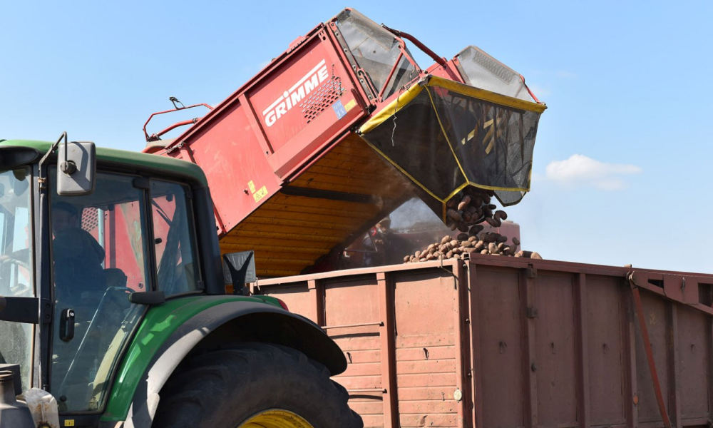 В Унечском районе идет уборка урожая картофеля