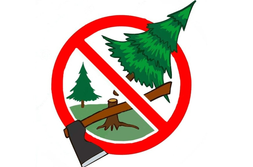 Жителям Унечского района напомнили об ответственности за незаконную вырубку елей