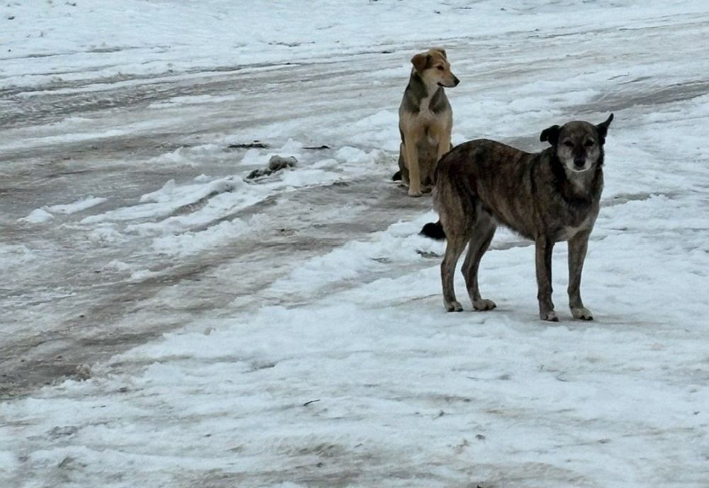 Унечский районный суд рассмотрел гражданское дело о безнадзорных собаках, укусивших ребенка