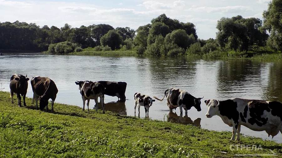 Брянщина входит в тройку лидеров по поголовью крупного рогатого скота и производству мяса