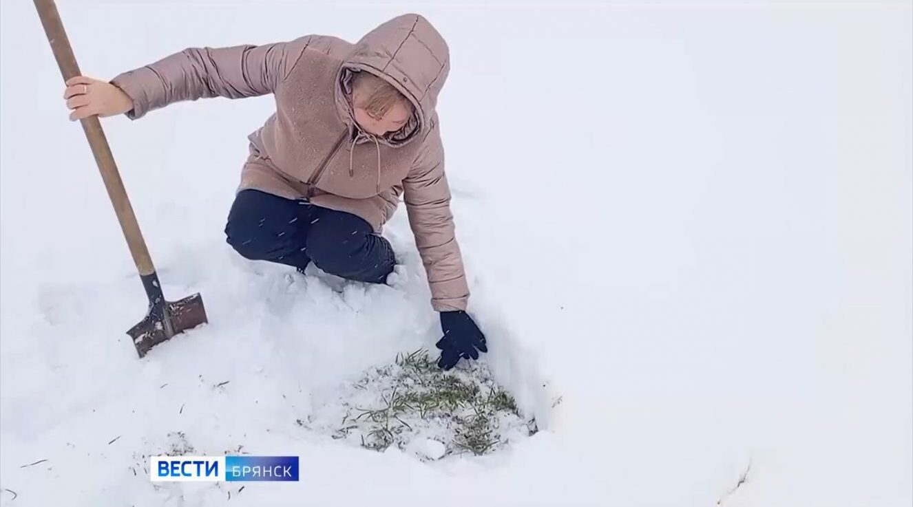 Сельхозпредприятия Брянщины начали мониторинг состояния озимых культур
