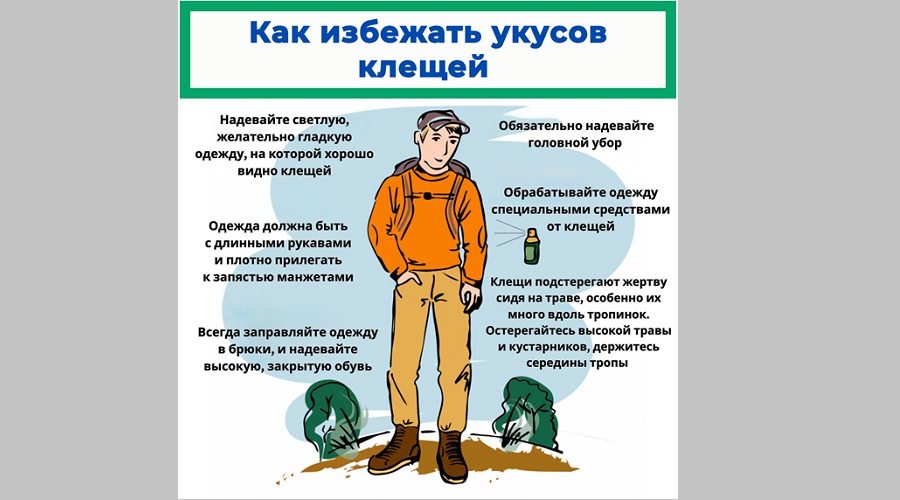 Унечский ТО Роспотребнадзора рассказал унечцам, чем опасны клещи